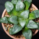 백운1로 이미지