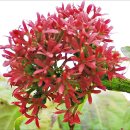 꽃이될개 이미지