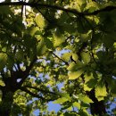 대관령아름다운펜션 이미지