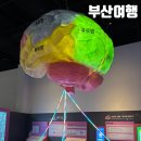 볼 때리는 집 | 기장 아이랑 가볼만한 곳 국립부산과학관, 골때리는 뇌과학전 후기