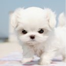 천사강아지 이미지