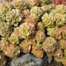 빈이네농장 이미지