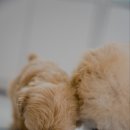 마마스미독 강아지분양 부산덕천점 이미지