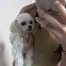 9월 출근룩 데일리룩 - 베뉴엣 BENUET 데님, 시에SIE 알리 코튼 팬츠