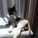 릴리네 애견미용실 이미지