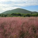 핑크뮬리 이미지