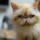 땡큐동물병원 이미지