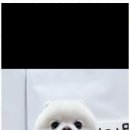 아지묭실 이미지