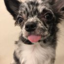 도니바니 이미지