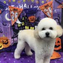 댕댕뷰티 이미지