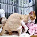 CU 계양은행마을 | 인천 계양구 고양이 미용 20년 차 미용사가 전하는 코이안 숏헤어 치즈 '한돌'의 전체 미용 후기