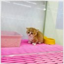 펫퍼스트 24시 강아지분양고양이분양 용인점 | 용인 강아지분양 고민된다면 펫퍼스트 24시 강아지분양 고양이분양 용인점 추천해요~