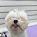 왈츠 동물병원 이미지
