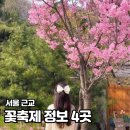 춘의동72-4 ↔ 춘의동72-3 | 2025 서울 근교 경기도 3, 4월 꽃놀이 가볼만한 곳 벚꽃 명소 개화시기