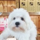 몽글몽글 네이버블로그