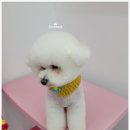 오도DOG 펫살롱 이미지