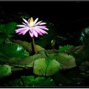매직플라워 - 아산시 읍내남길 12 | 매직플라워