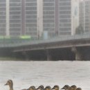 청둥오리 이미지