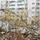 개나리슈퍼 이미지