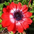 오늘의탄생화-(4월4일) 🌸 빨간아네모네(Wind Flower) 이미지
