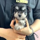 동양환경 | 보은강아지 슈나우져 분양 고민 끝에 찾은 대전 동양 애견 후기