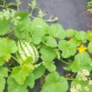 부산진여자중학교 이미지