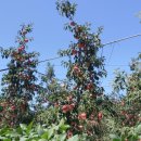 장수송천삼거리로 이미지