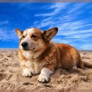 믿음동물병원 이미지