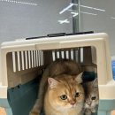 이쁘냥 고양이미용실 서대문점 이미지