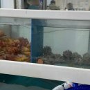 일송활어회 이미지