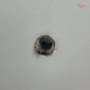 내가 누구개? 이미지