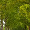 순창 메타세콰이어길 이미지