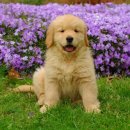 댕댕이천사 이미지