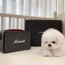 하늘켄넬 이미지