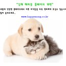 김해 해피몽 김해강아지분양 고양이분양 이미지