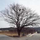 용곡보건진료소 Daum카페