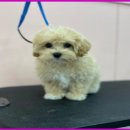 애견미용실 몽 이미지