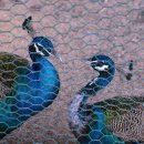 포니랜드 이미지