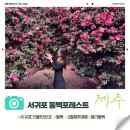 동백 | [제주도/서귀포] 제주 동백포레스트 2월 동백 실시간 후기