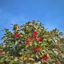 숲 걷기 명상 | 고창 선운사 동백나무 숲 실시간 개화현황! 아이와 걷기 좋은 고창여행