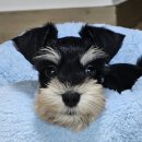 퍼피로비 이미지