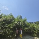 호명산 농장 이미지