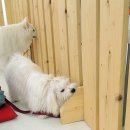 혼자두면 장판뜯어서 차린 개카페 이미지