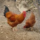 고건농장 이미지