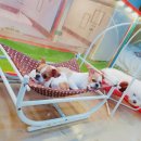 개몽이네 이미지