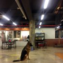 양지-3318 | [서울 암사역 애견까페] 플란다스개 애견까페 후기 -위치.가격.시간.주의사항