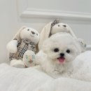 퍼피빌리지 이미지