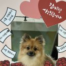 모여라댕댕이 이미지