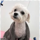 강아지미용실 이미지