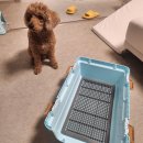 우리켄넬 이미지